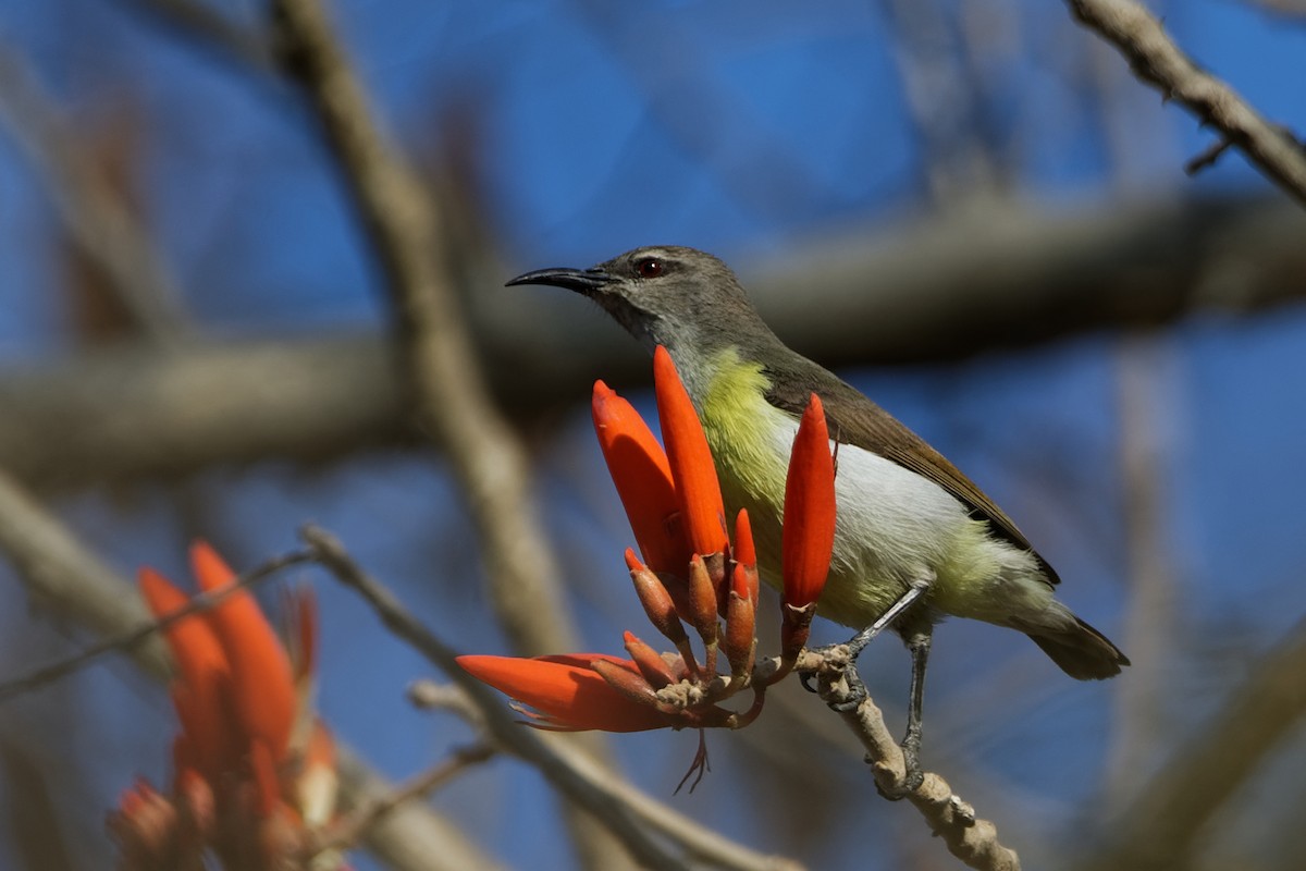 Purple-rumped Sunbird - ML210357871