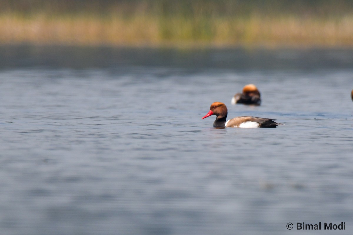 Red-crested Pochard - ML210358951