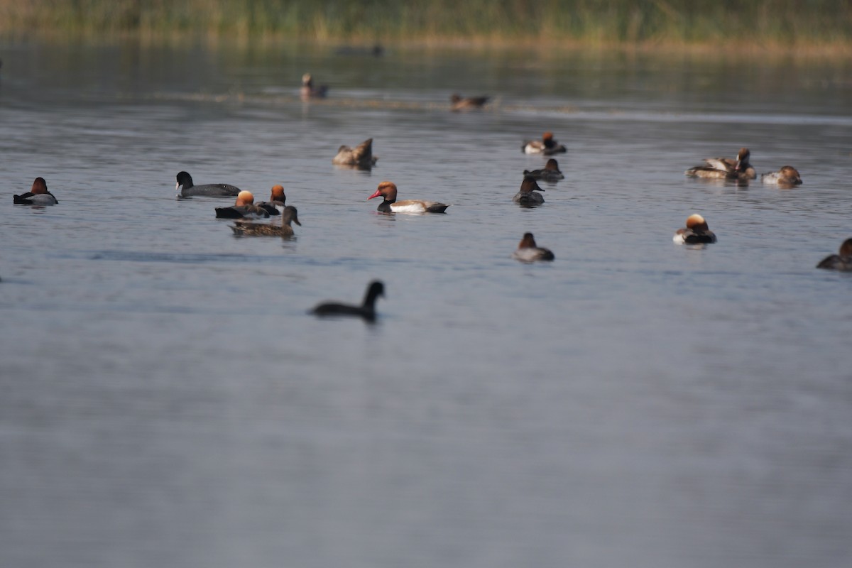 Common Pochard - ML210359141