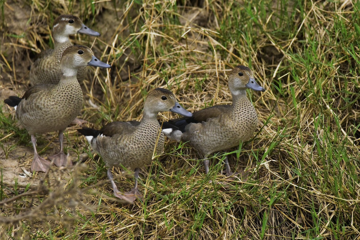 Ringed Teal - ML210359421