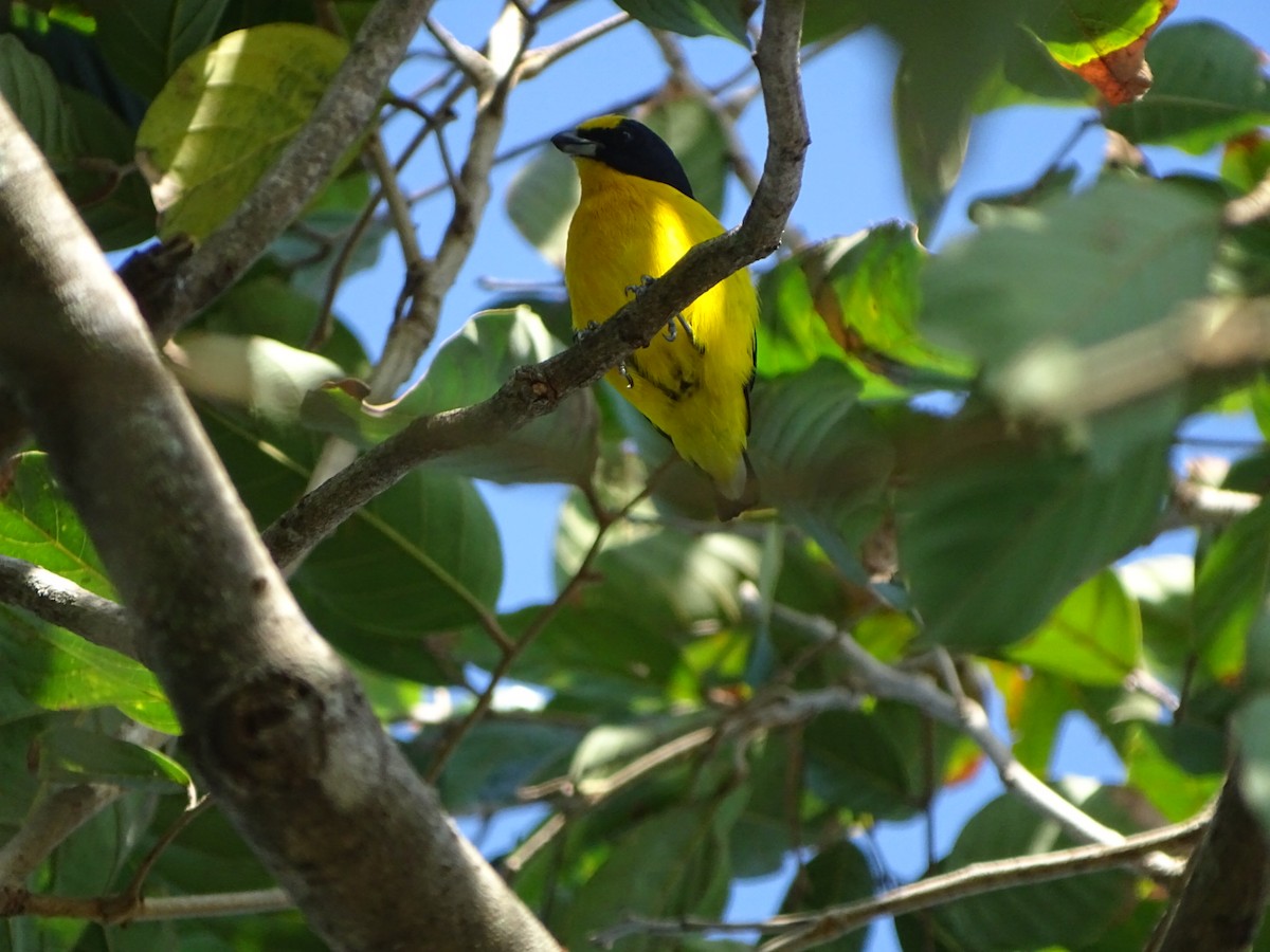 Thick-billed Euphonia - ML210359841