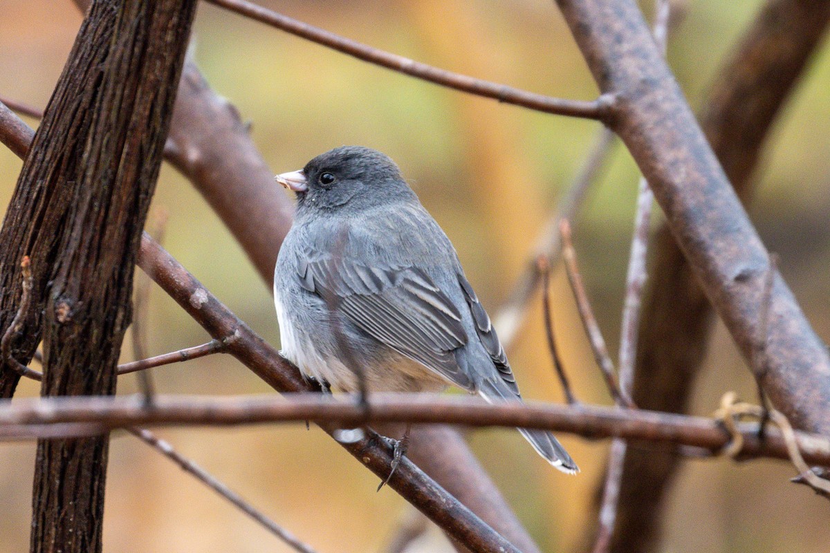 Dark-eyed Junco - Ian Alexander