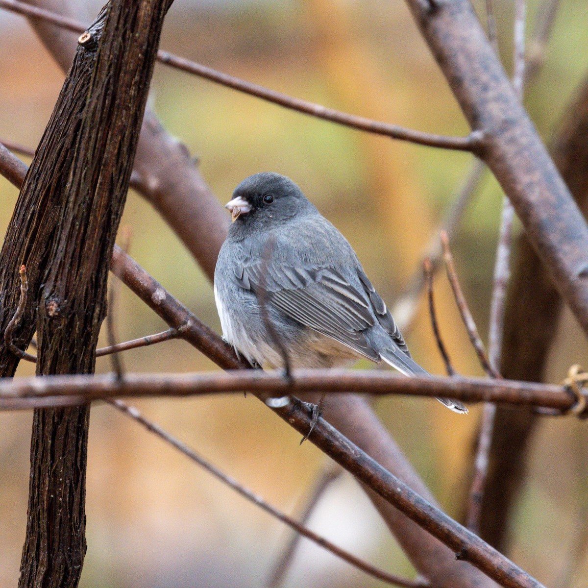 Dark-eyed Junco - ML210360381