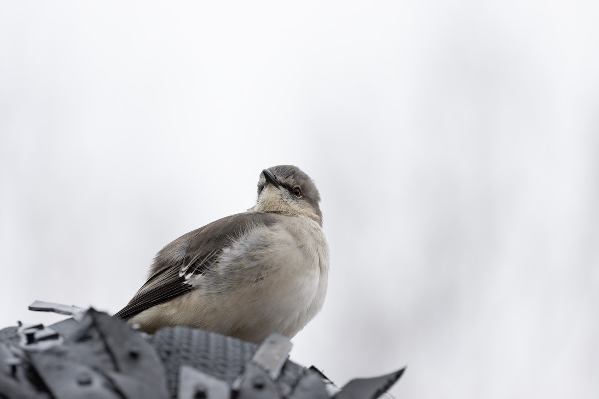 Northern Mockingbird - Ian Alexander