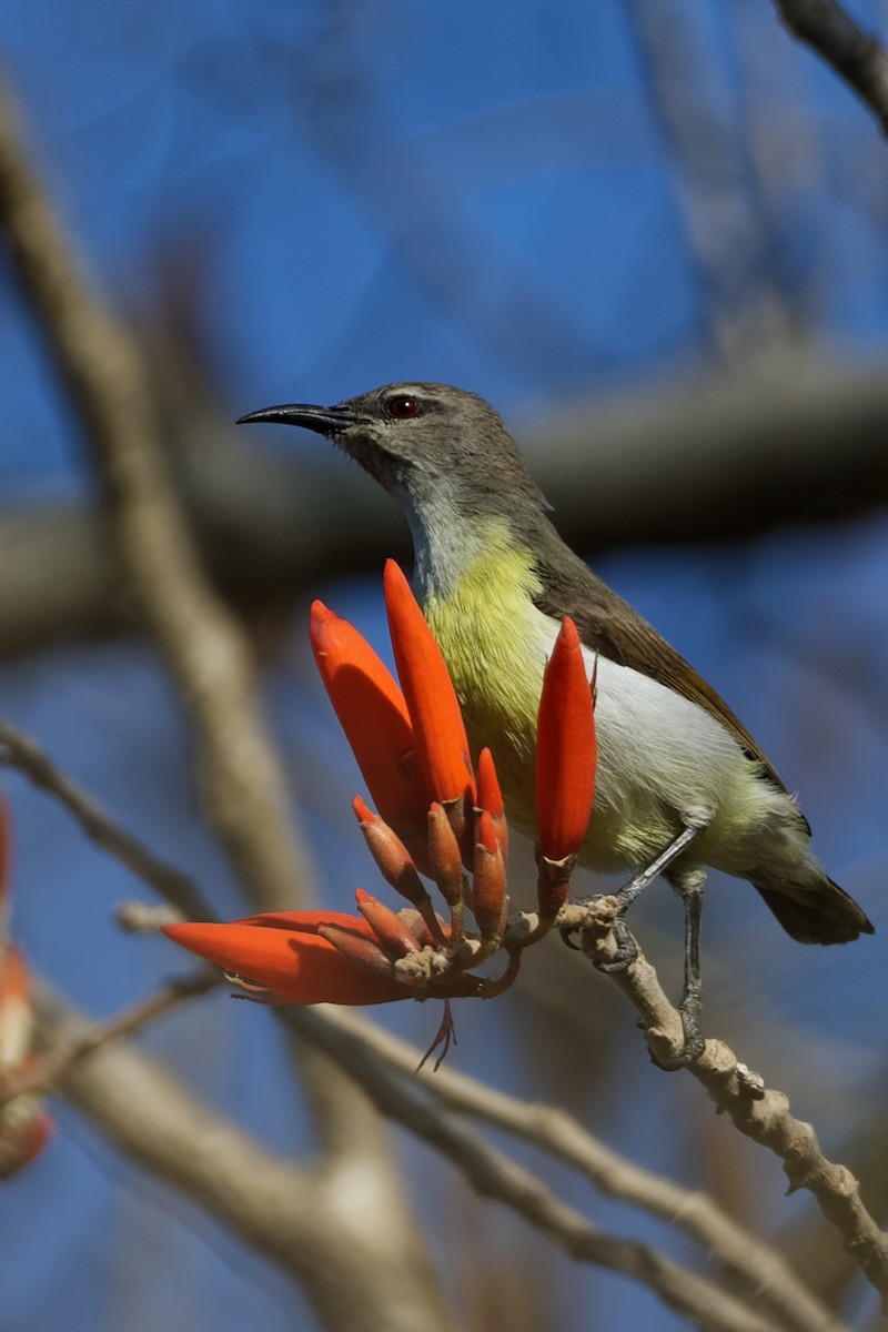 Purple-rumped Sunbird - ML210361351