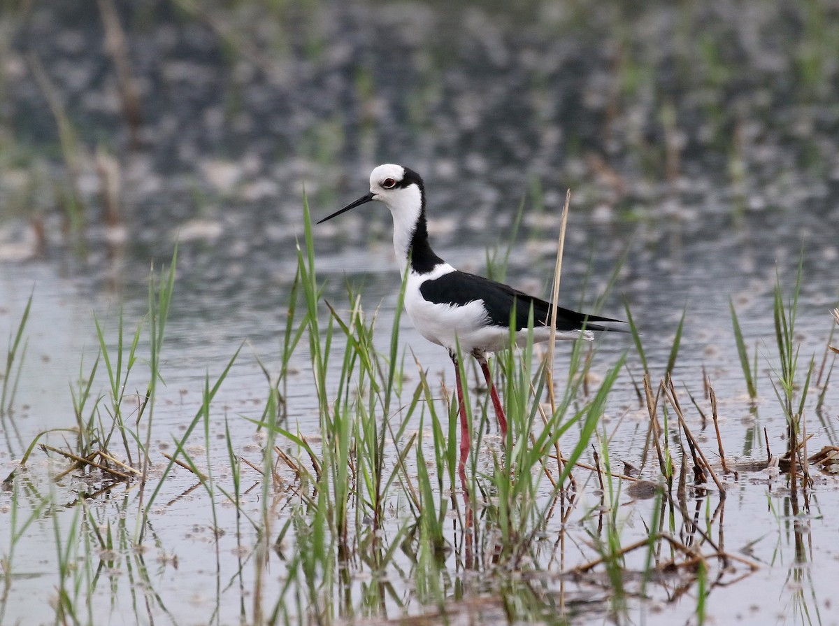 Black-necked Stilt - ML210362571