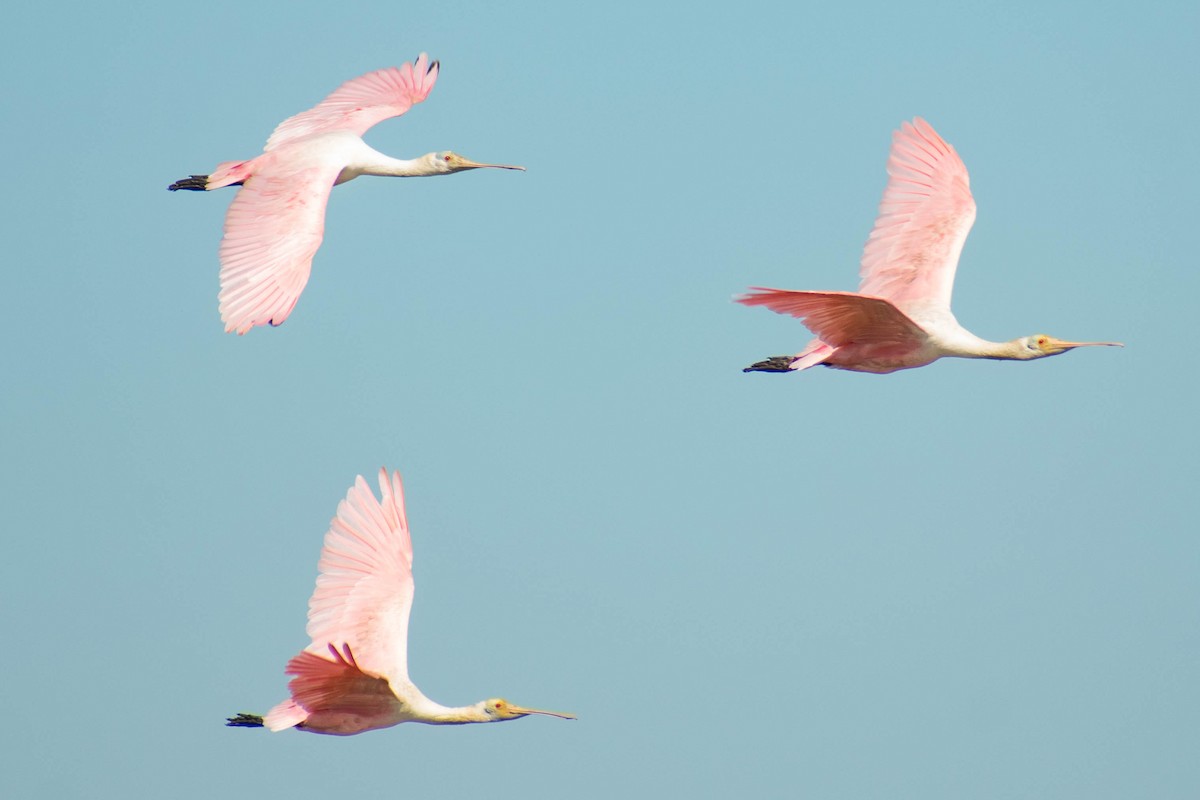 Roseate Spoonbill - Leandro Bareiro Guiñazú