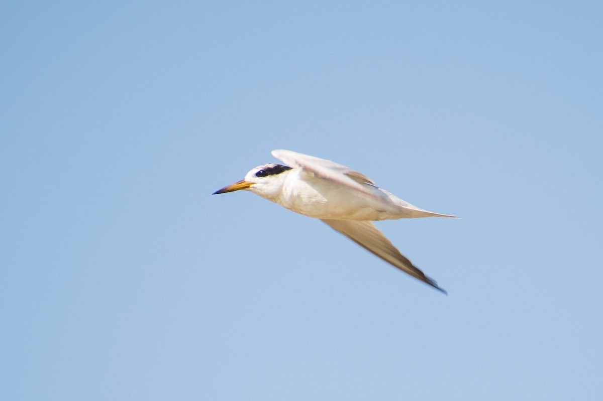 Yellow-billed Tern - Leandro Bareiro Guiñazú