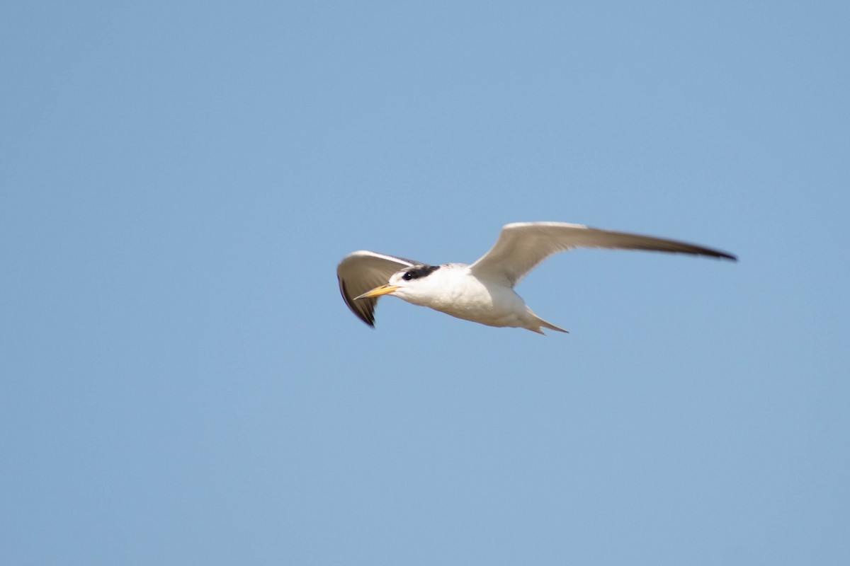 Yellow-billed Tern - ML210363101