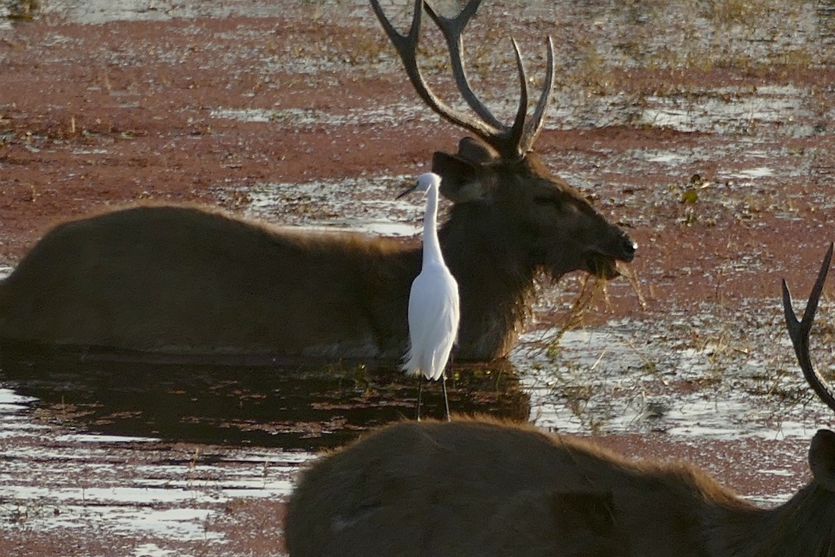 Little Egret - ML210365301