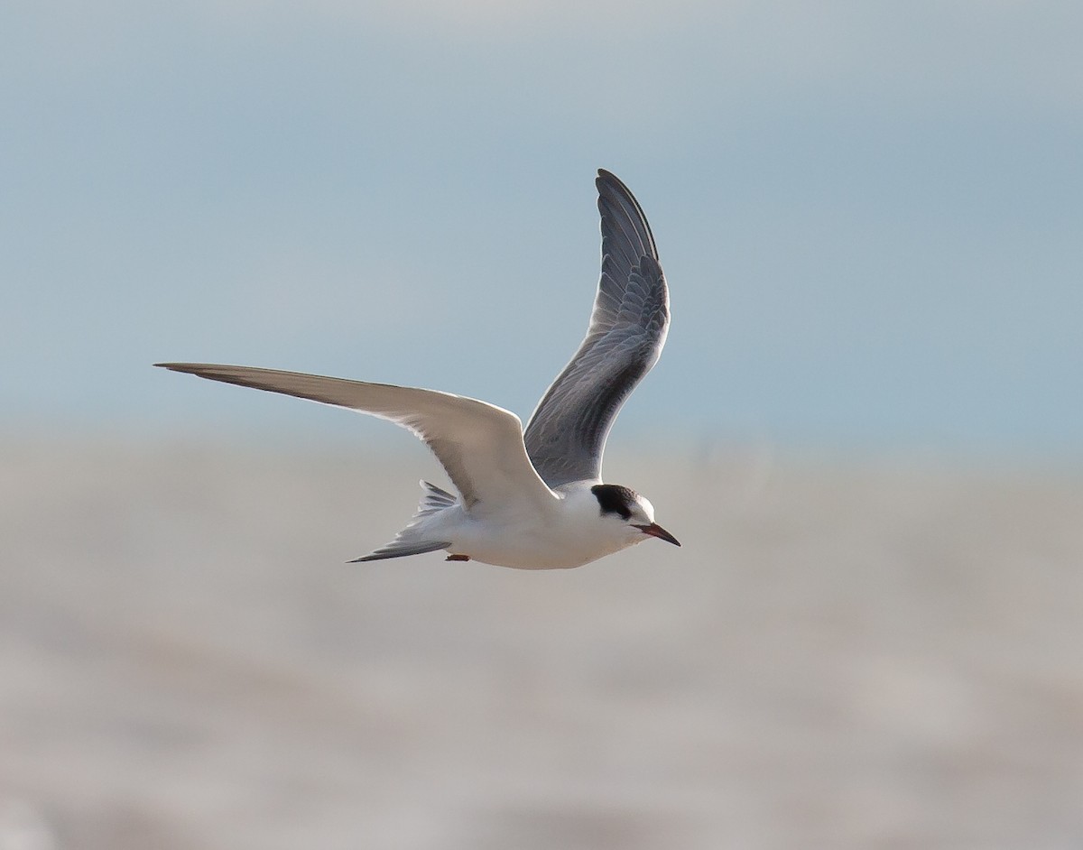 Common Tern - J B