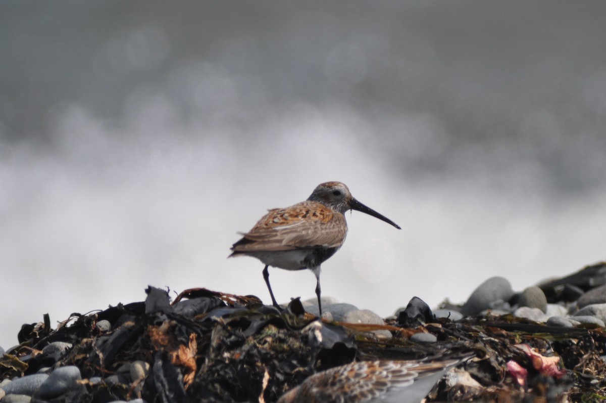 Dunlin - ML21036931