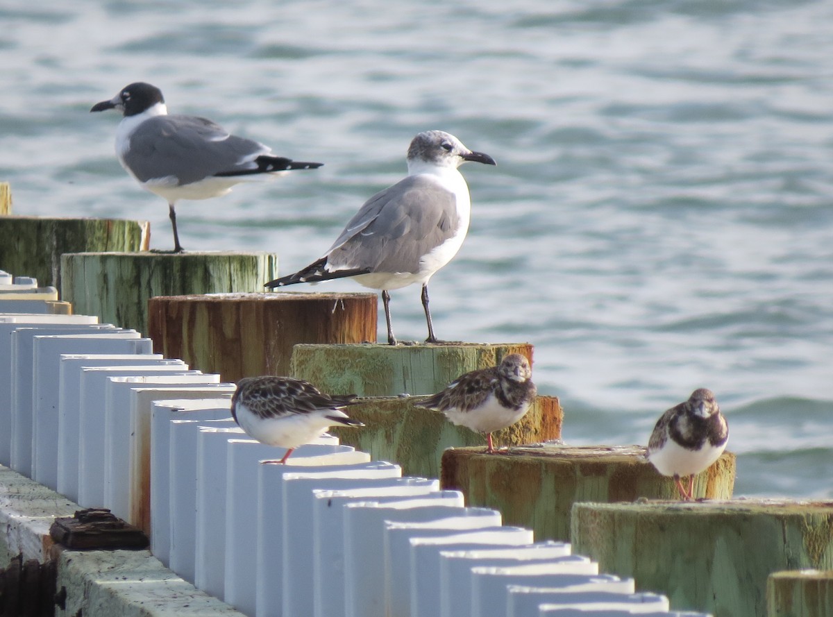 Ruddy Turnstone - ML210369391