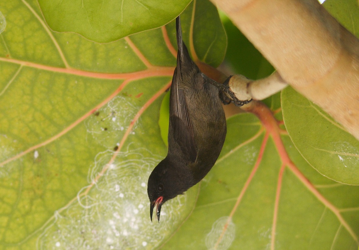 Bananaquit (Los Roques) - Fabio Olmos