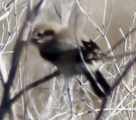 Northern Shrike - ML210371321