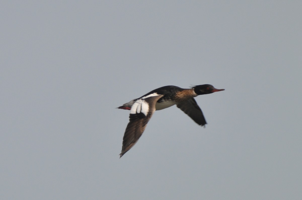 Red-breasted Merganser - ML21037171