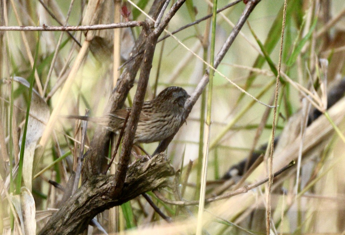 Lincoln's Sparrow - ML210372591