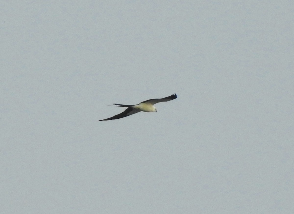 Swallow-tailed Kite - ML210373911