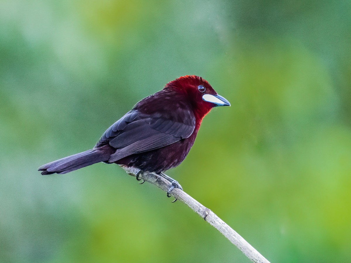 Silver-beaked Tanager - ML210374481