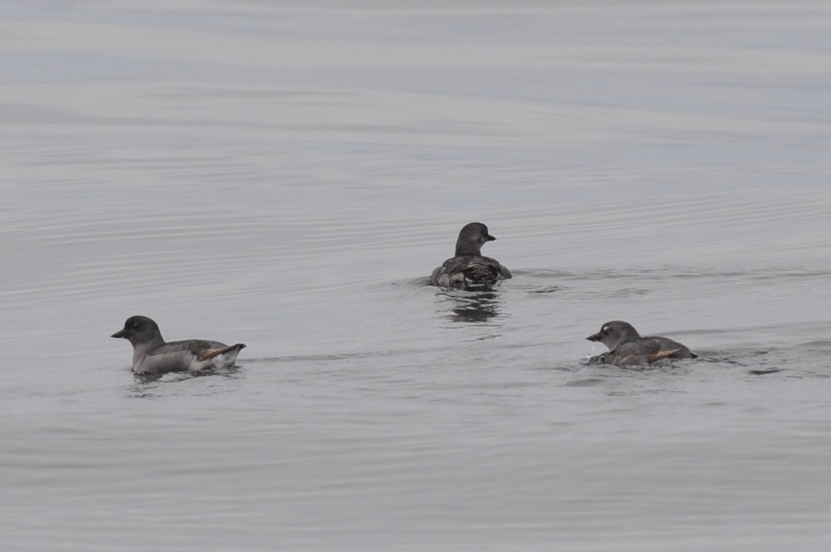 Cassin's Auklet - Carey Bergman