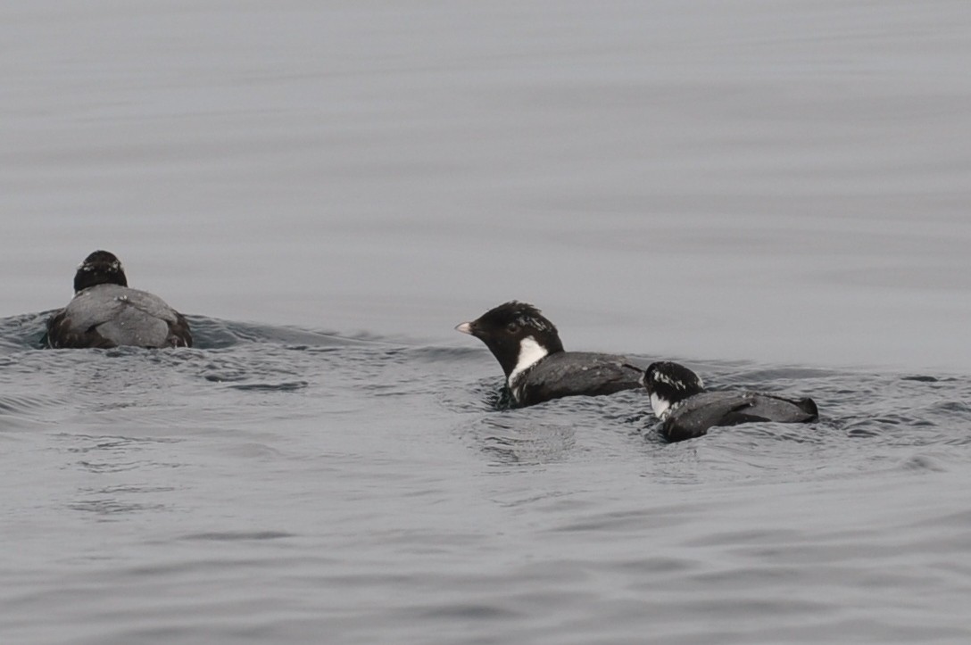 Guillemot à cou blanc - ML21037681