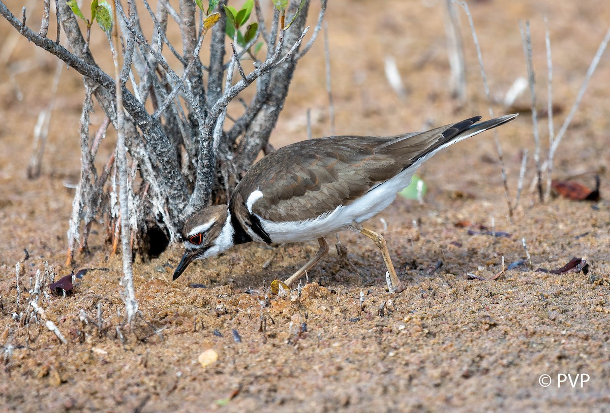 Killdeer - Paul Peed