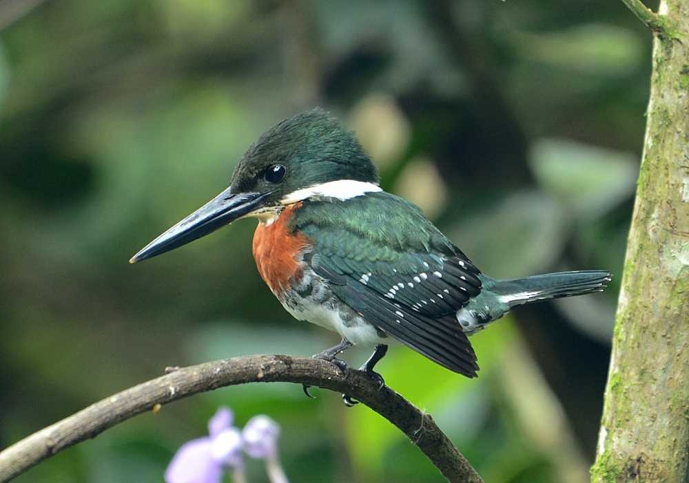 Green Kingfisher - Jay Wilbur