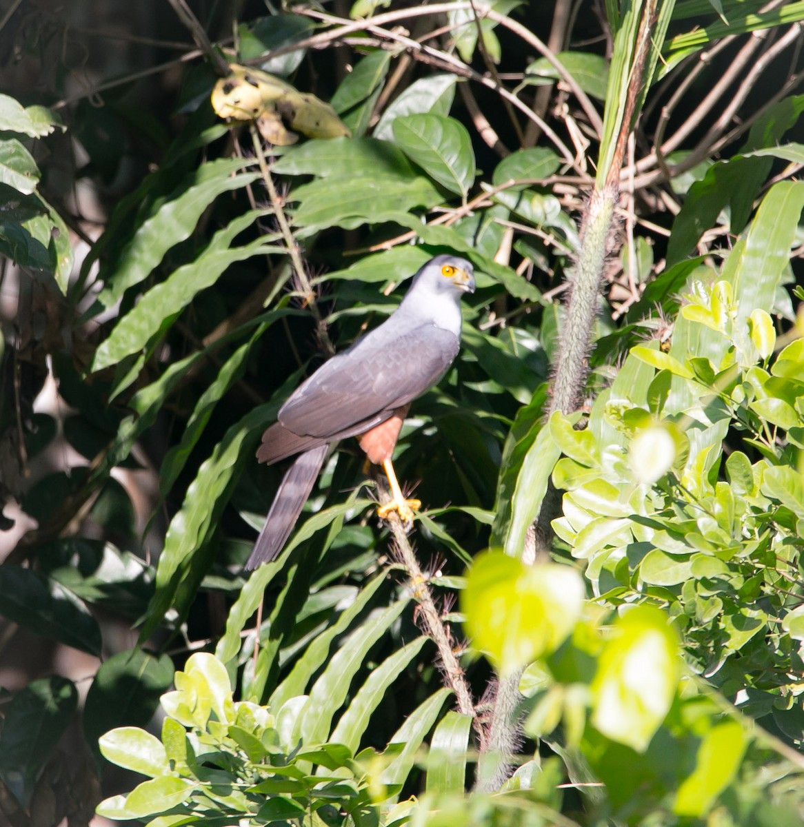 Bicolored Hawk - ML210378211