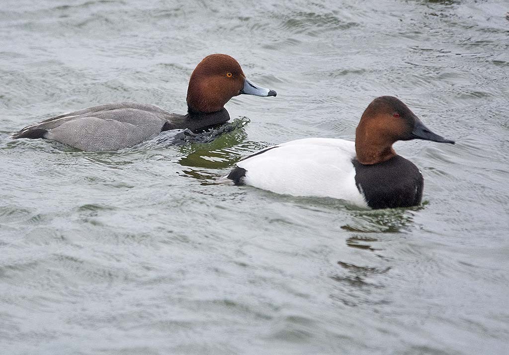 Redhead - Hugh Vandervoort