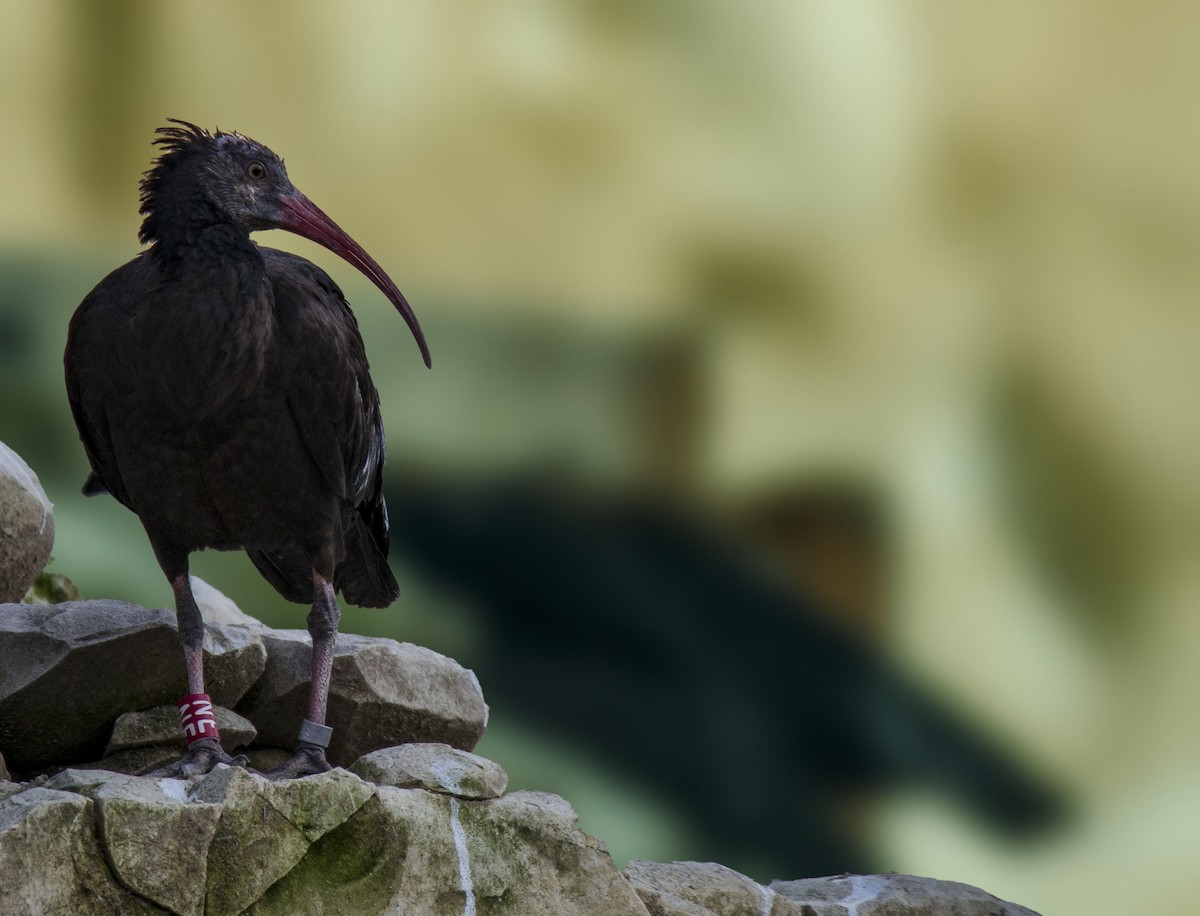 Northern Bald Ibis - Sinan Yılmaz