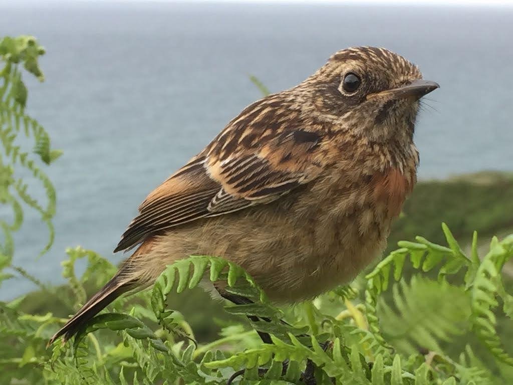 European Stonechat - ML210379191