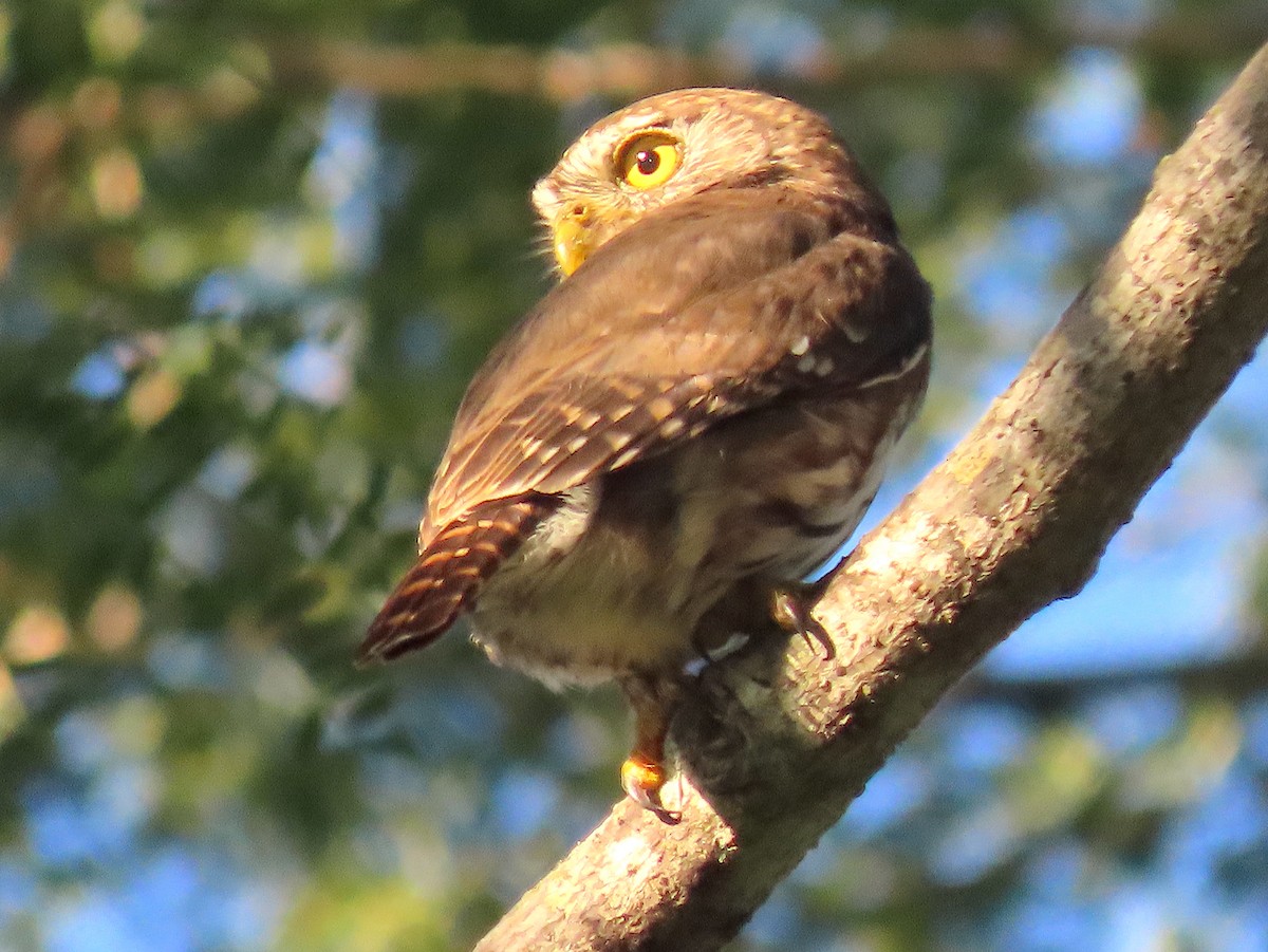 Ferruginous Pygmy-Owl - ML210382841