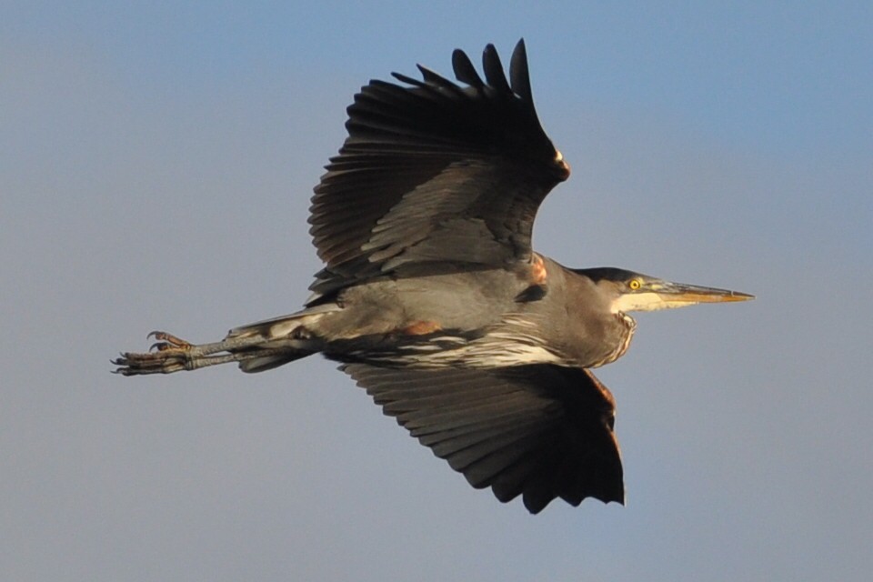 Garza Azulada - ML21038311