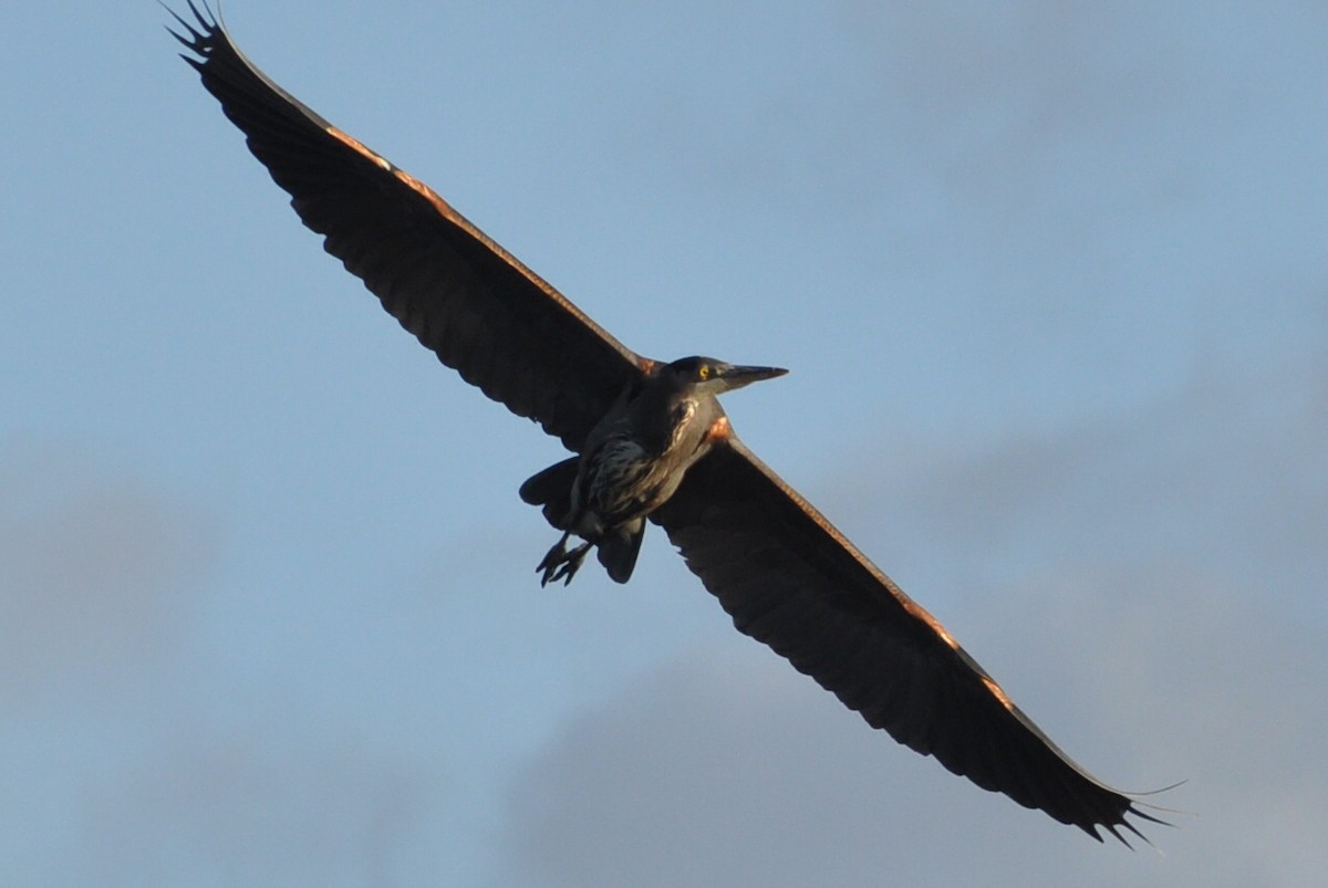 Garza Azulada - ML21038321