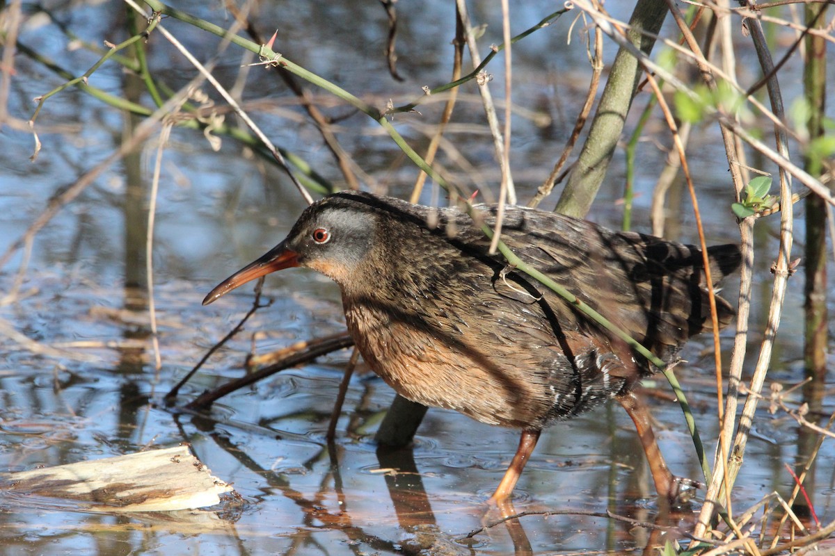 Virginia Rail - ML210383311