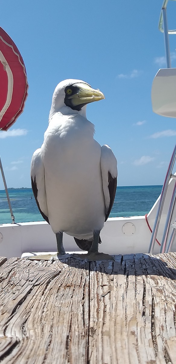 Masked Booby - ML210384011