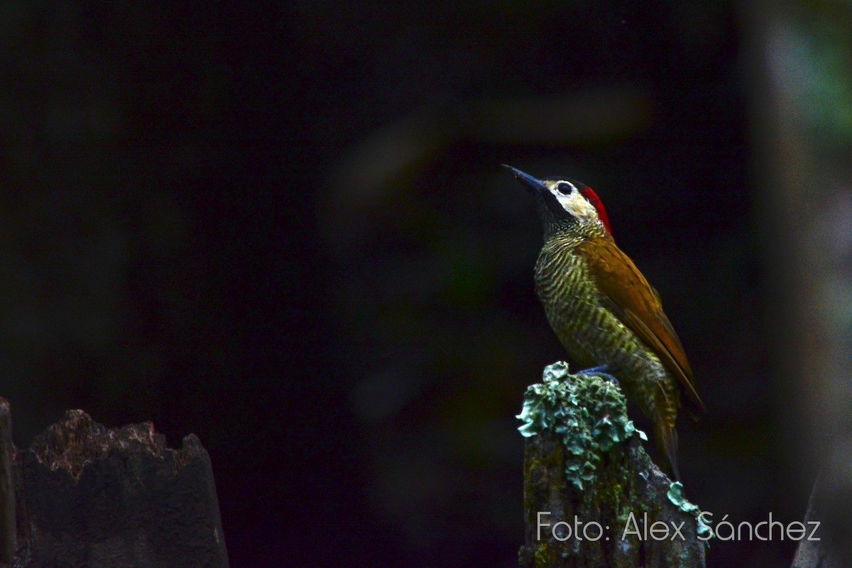 Golden-olive Woodpecker - Alex Sánchez