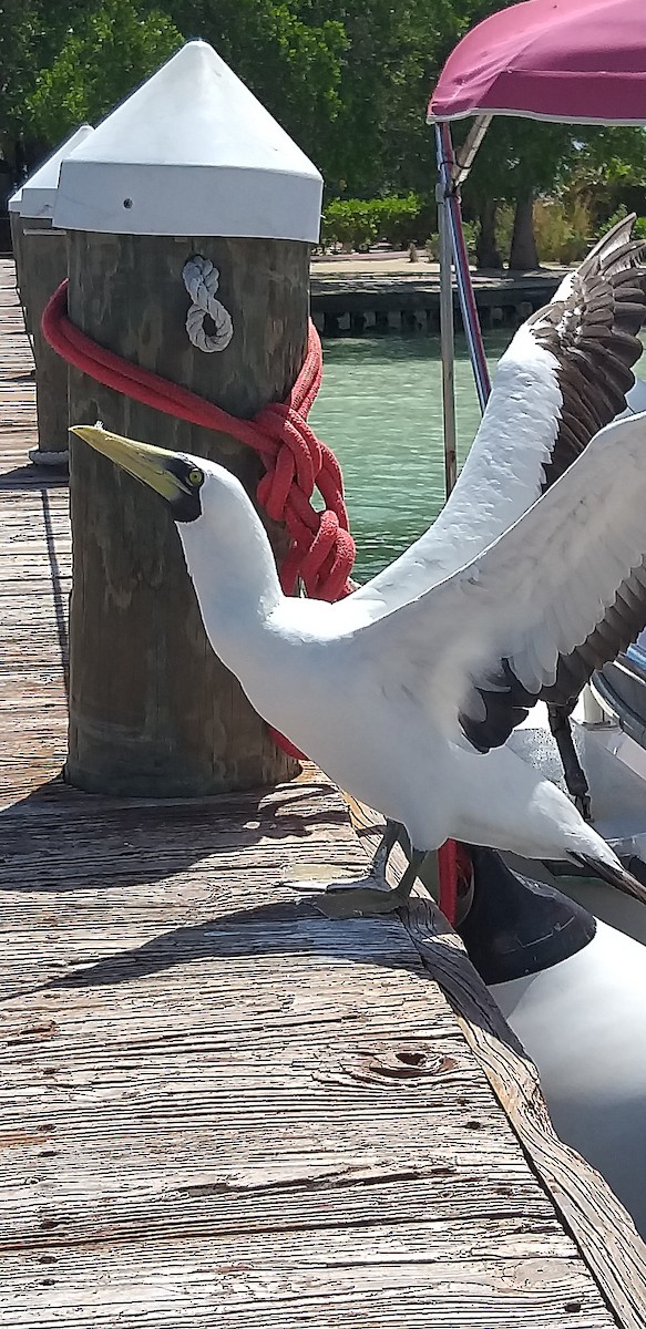 Masked Booby - ML210384731