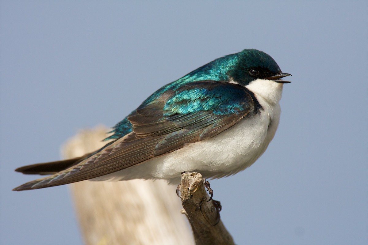 Golondrina Bicolor - ML210384751