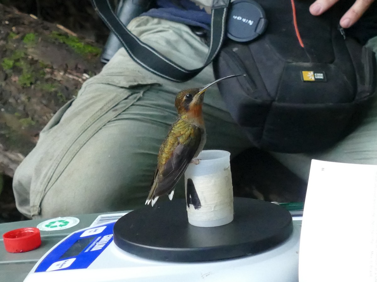 Band-tailed Barbthroat - ML210385141