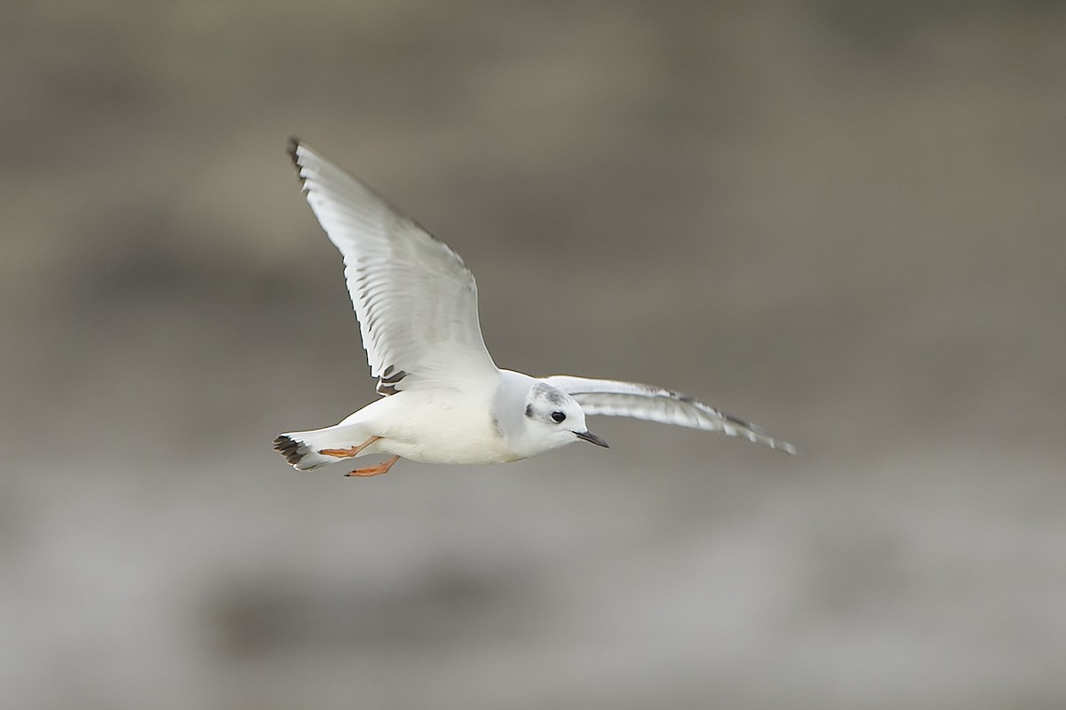 Little Gull - ML21038731