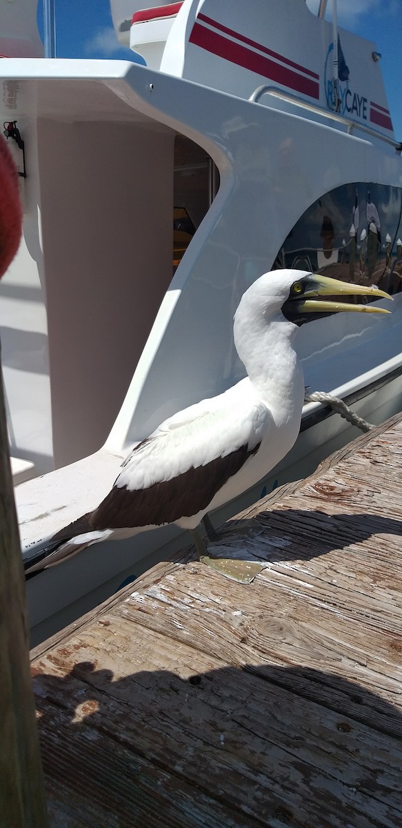 Masked Booby - ML210387311
