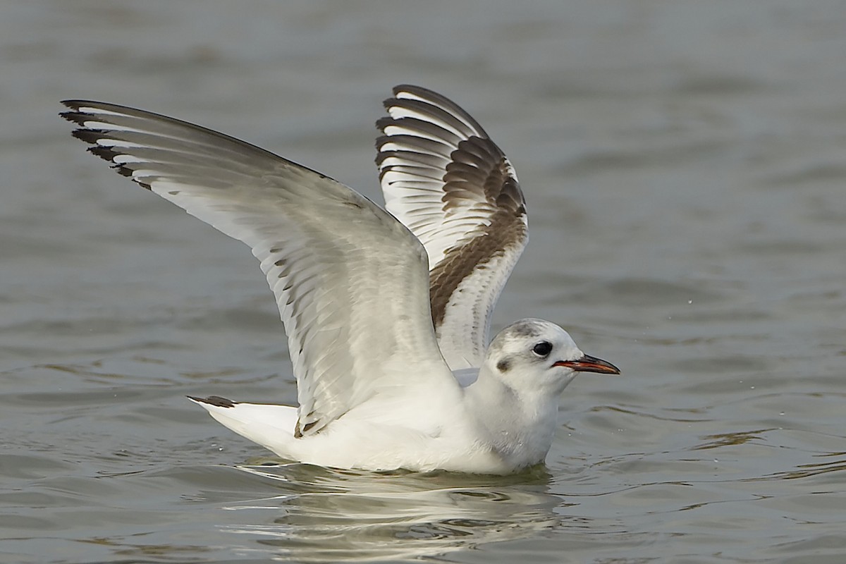 Mouette pygmée - ML21038741