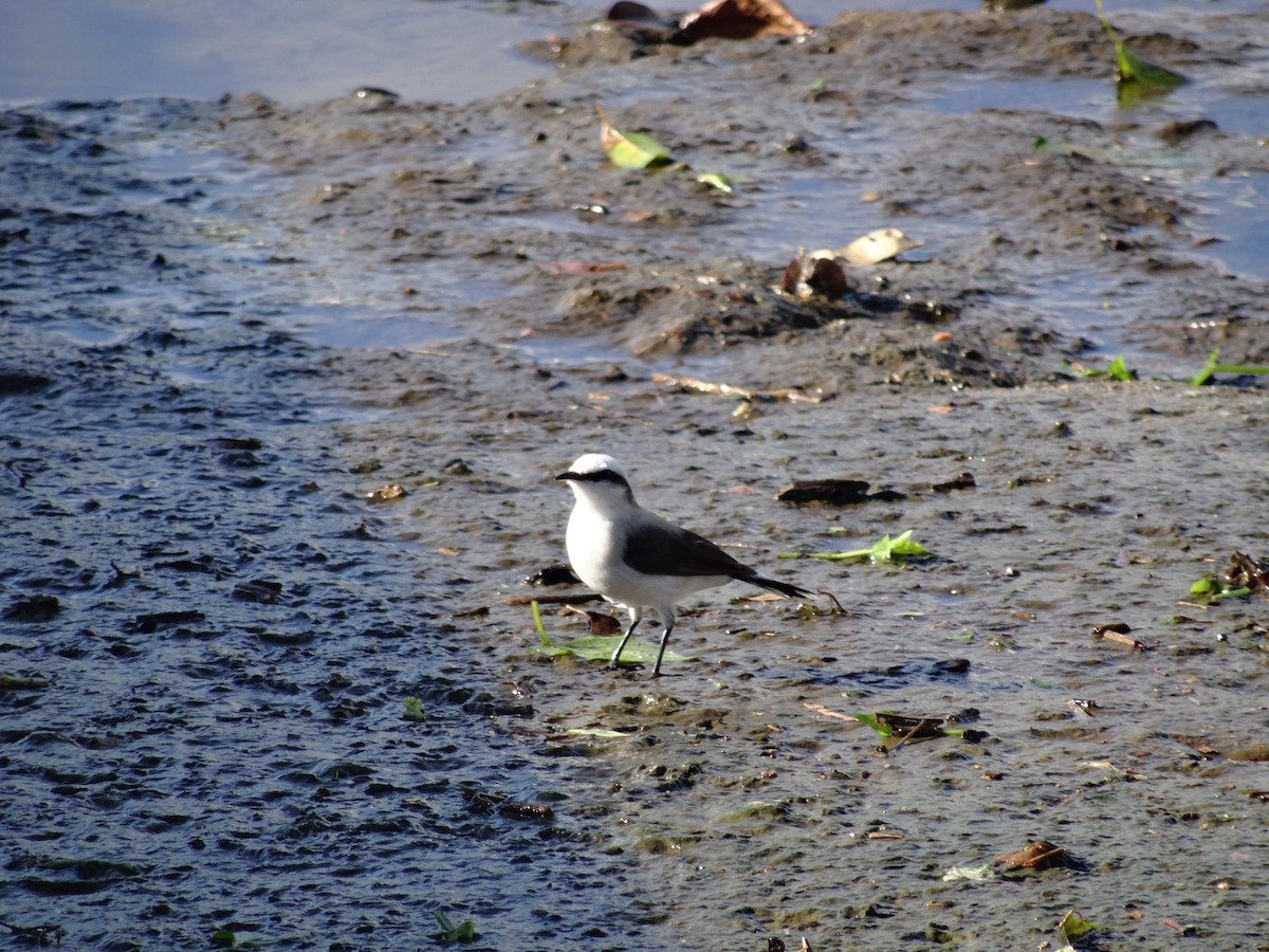 Masked Water-Tyrant - ML210387741