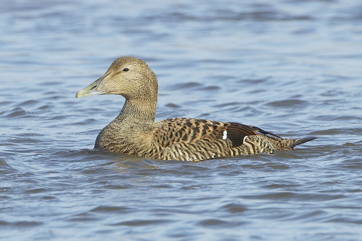 Common Eider - ML21038781