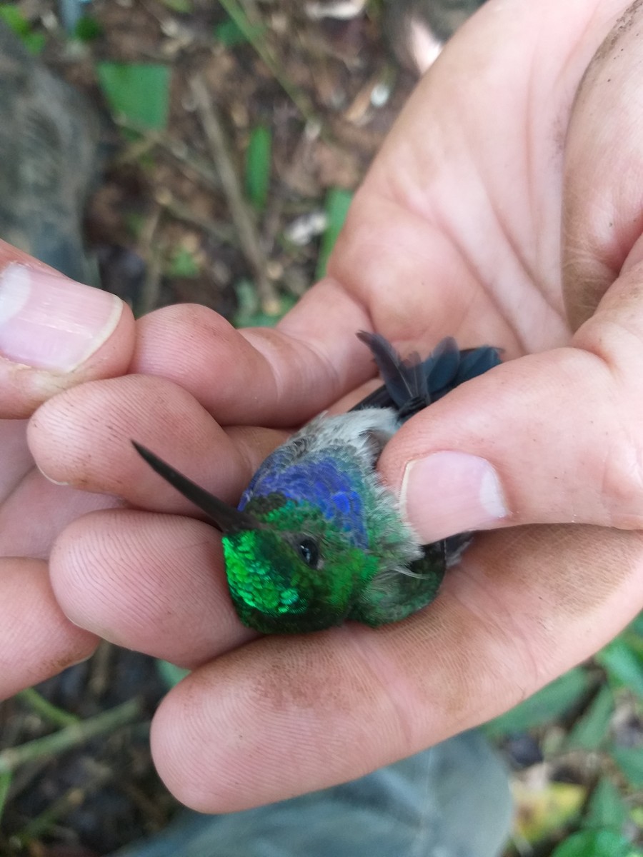 Blue-chested Hummingbird - Damian Magario