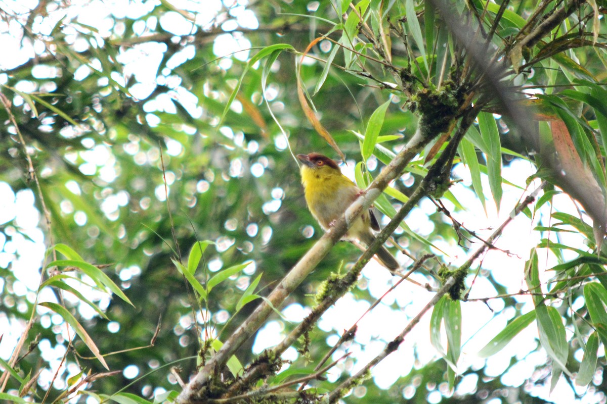 Rufous-browed Peppershrike - ML210388231