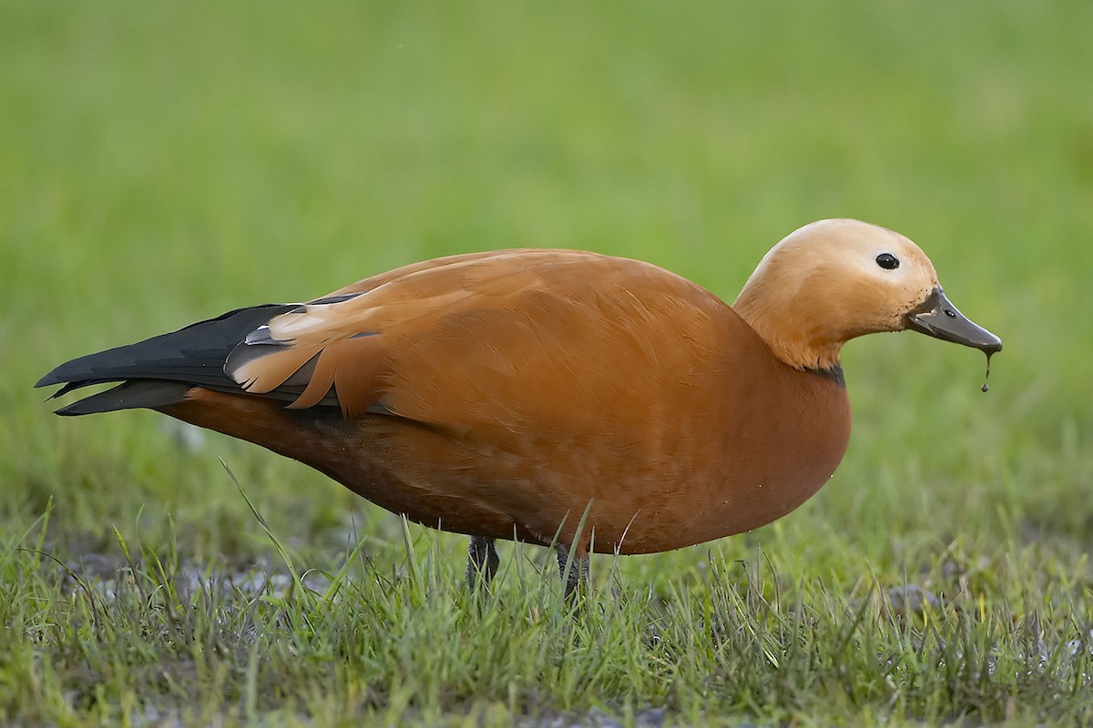 Ruddy Shelduck - Richard Dunn