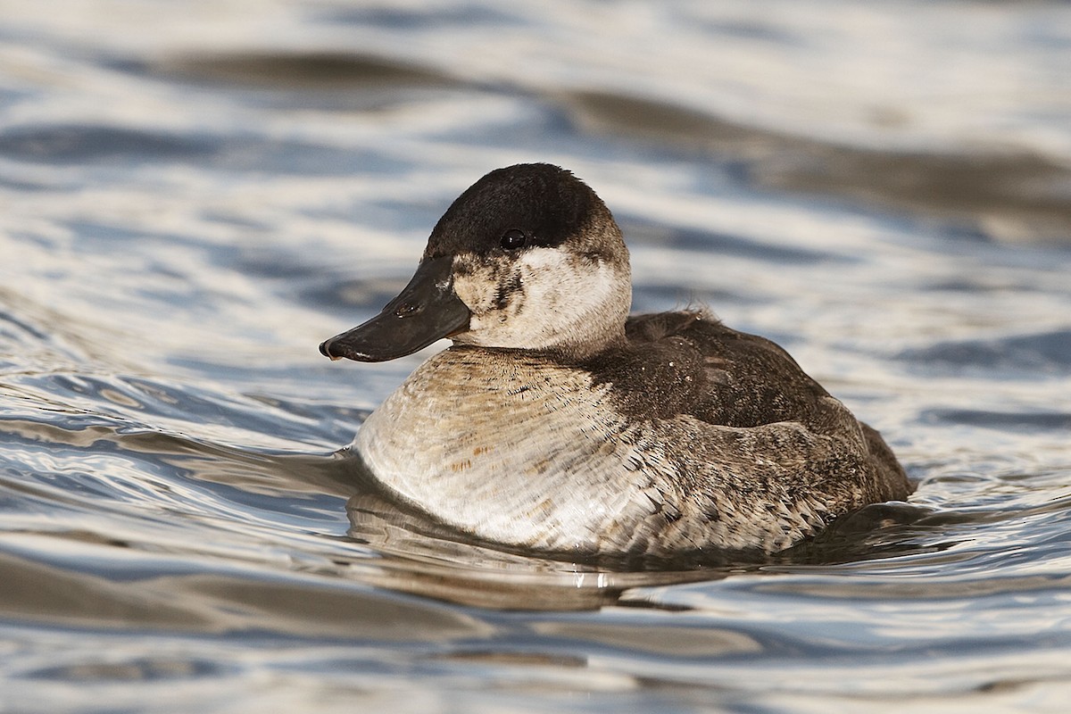 Ruddy Duck - ML21038871