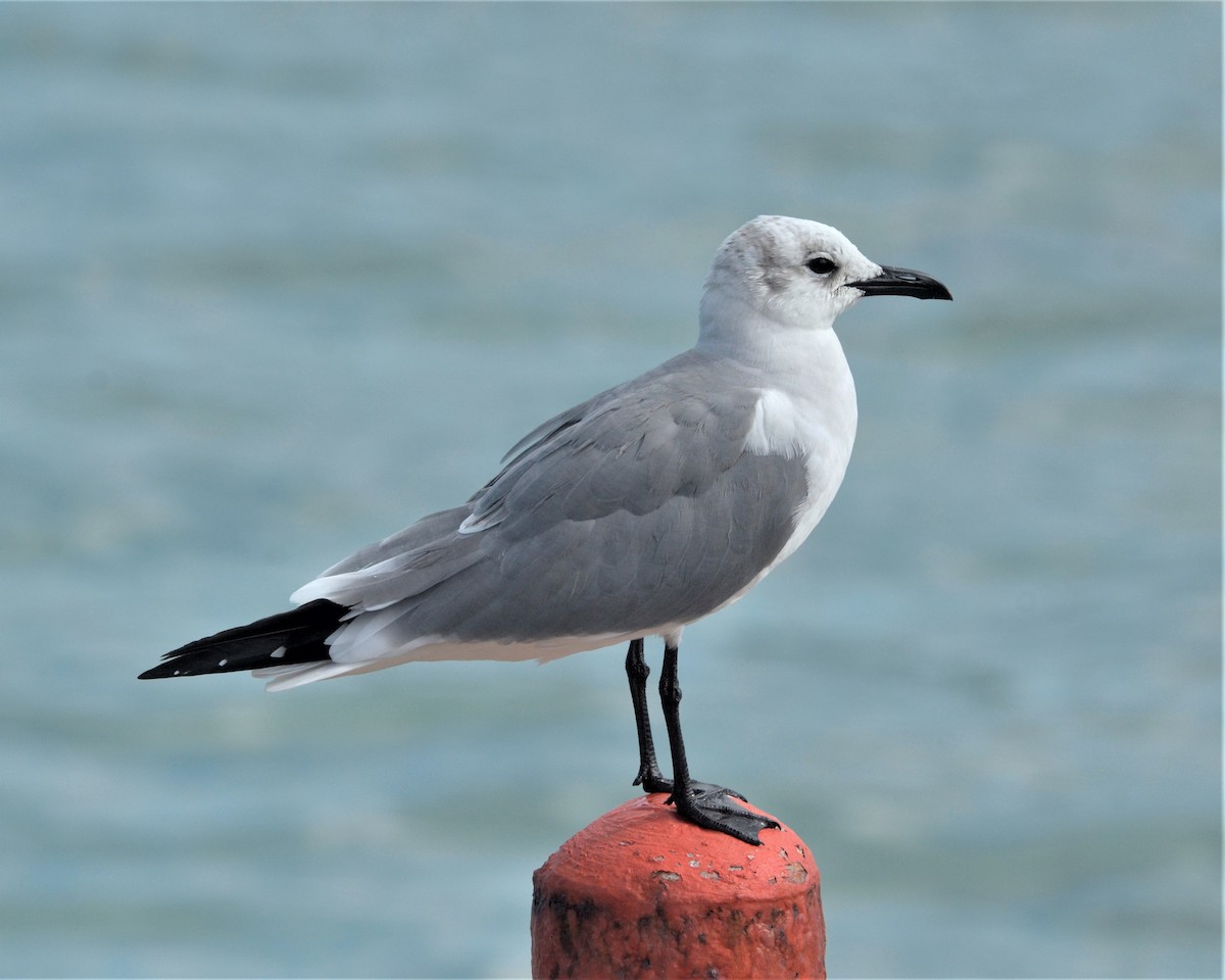 Laughing Gull - Heather Pickard